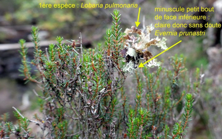 lobaria avec flèches.jpg