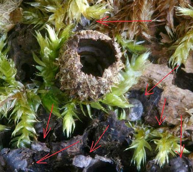 Cyathus s.jpg