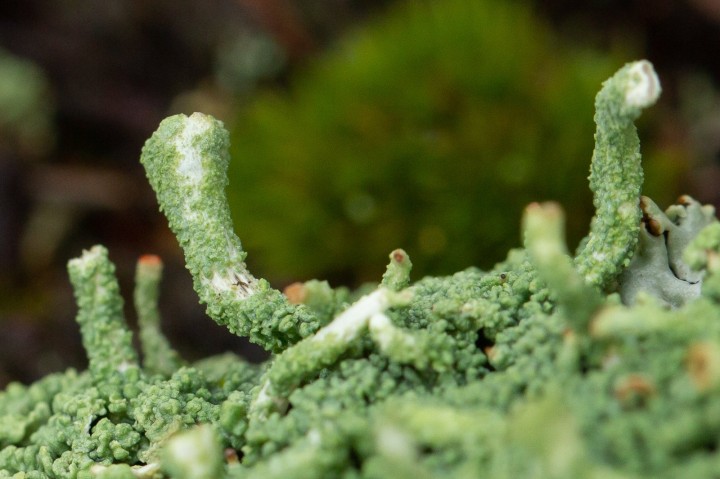 Lichen-2.jpg