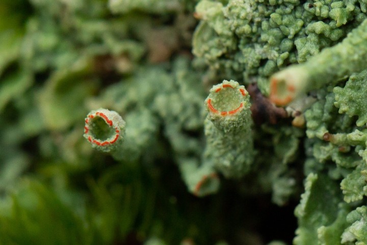 Lichen-3.jpg