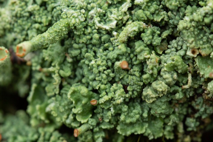 Lichen-4.jpg