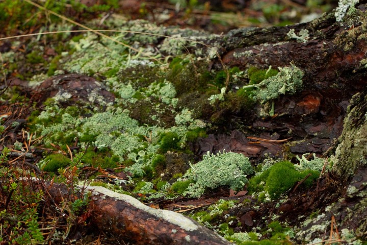 Lichen-5.jpg