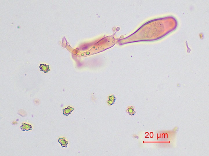 spores 10 x 6-7 µ ; basides 8-15 x 25-40 µ ; cystides 25-60 x 18-25 µ ; boucles partout