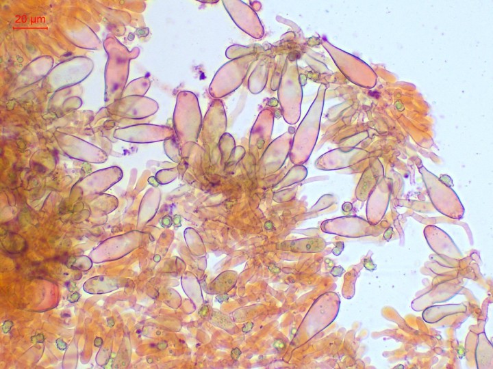 cheilocystides clavées, utrifomes, parfois ramifiées