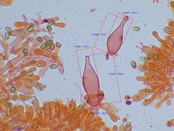 pleurocystides similaires