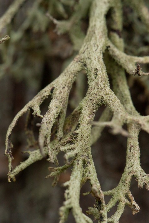 Lichen.jpg