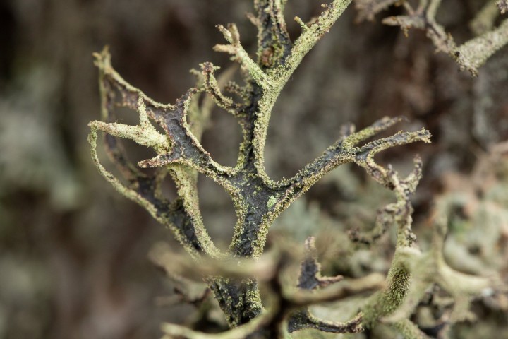 Lichen-2.jpg