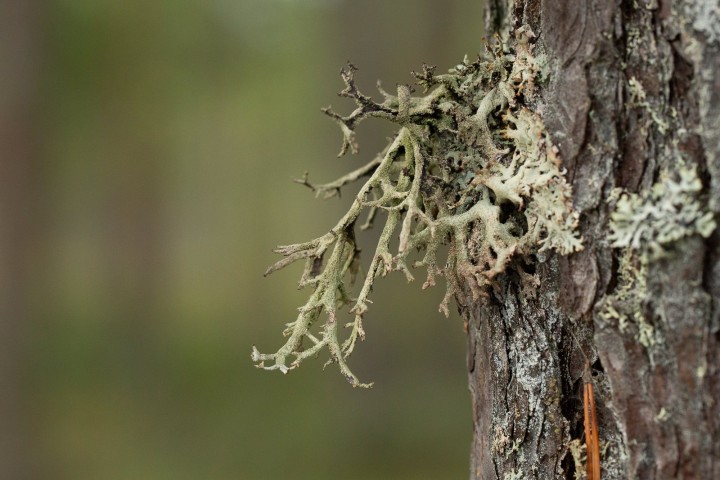 Lichen-3.jpg