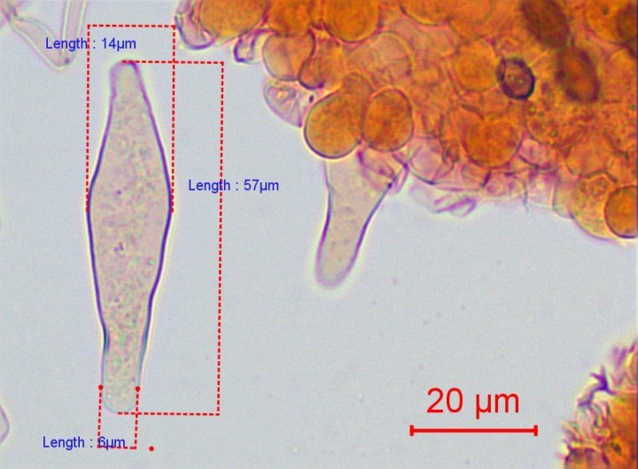 pleurocystides fusifomes à lagéniformes