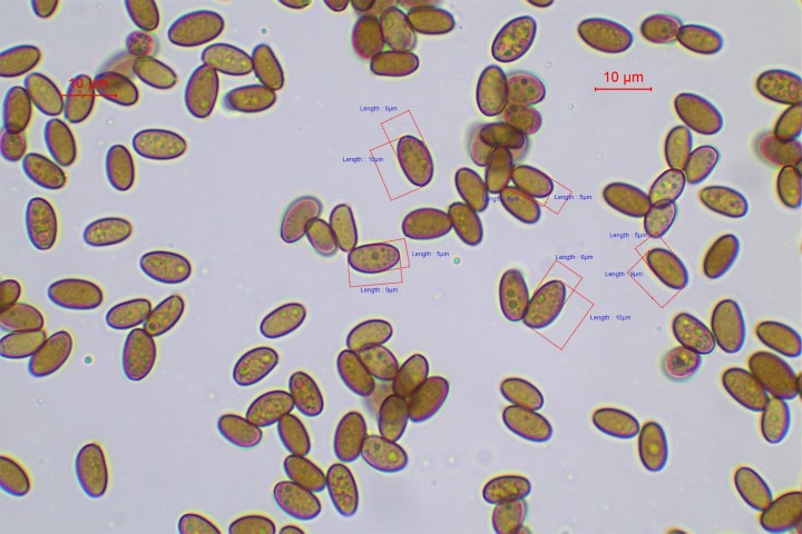 spores brun rougeâtre non opaques