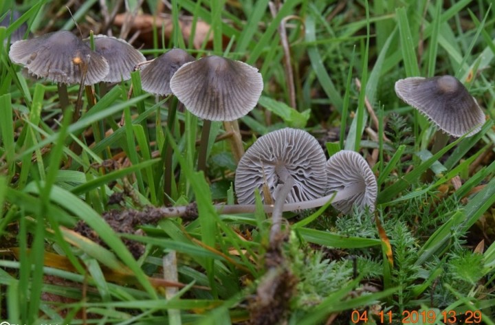 Mycena aetites - 2.JPG