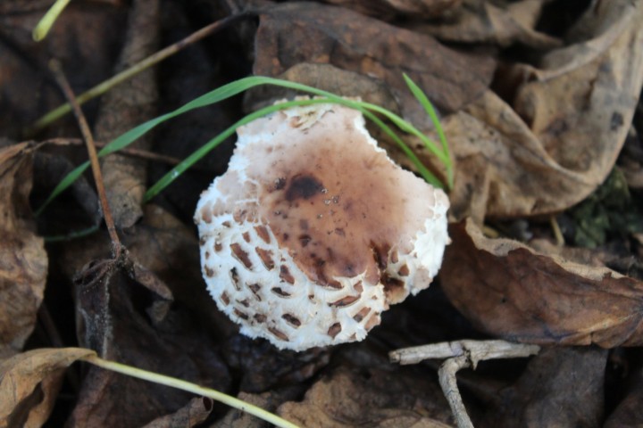 Chlorophyllum 1.jpg
