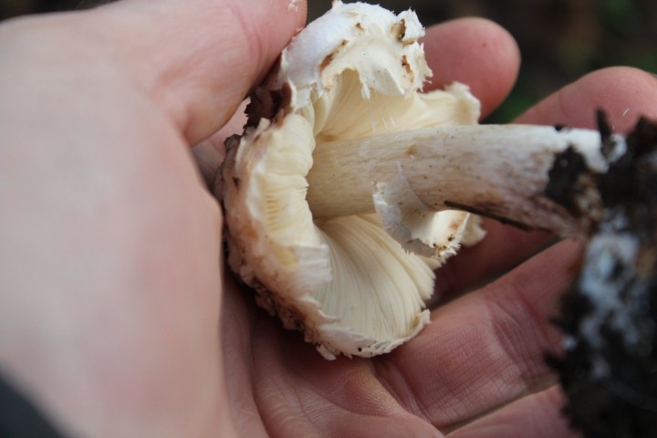 Chlorophyllum 3.jpg