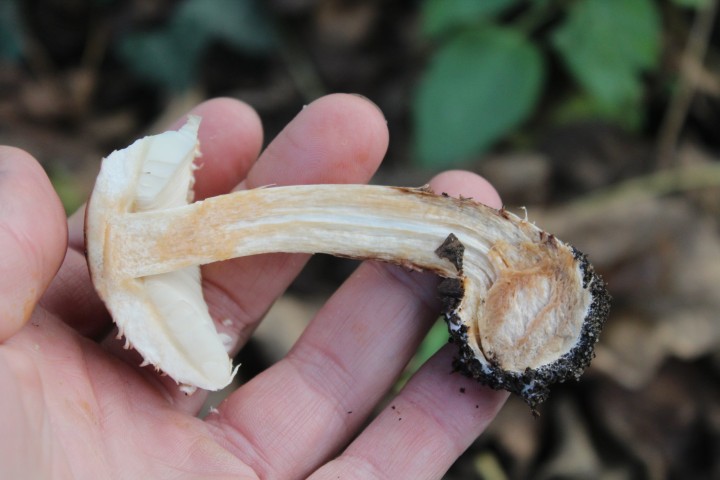 Chlorophyllum 4.jpg