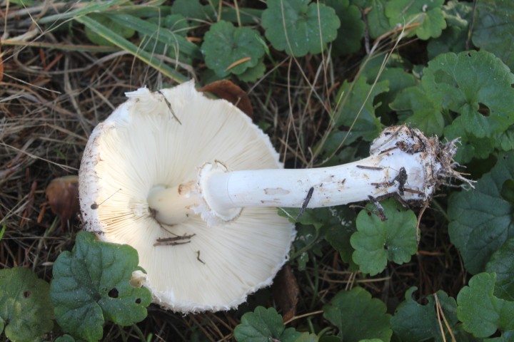 Chlorophyllum 1.jpg