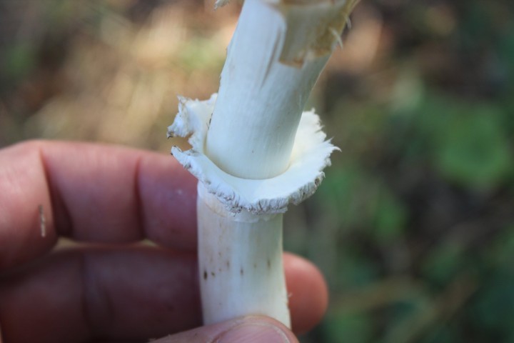 Chlorophyllum 2.jpg