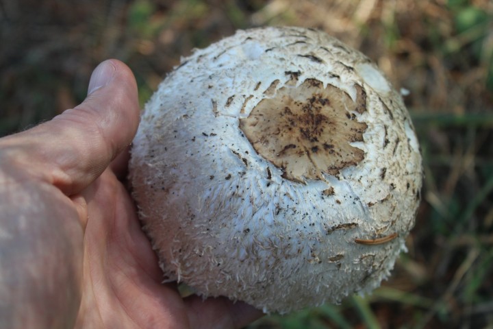 Chlorophyllum 5.jpg