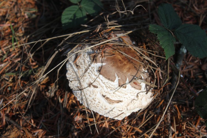 Chlorophyllum 6.jpg