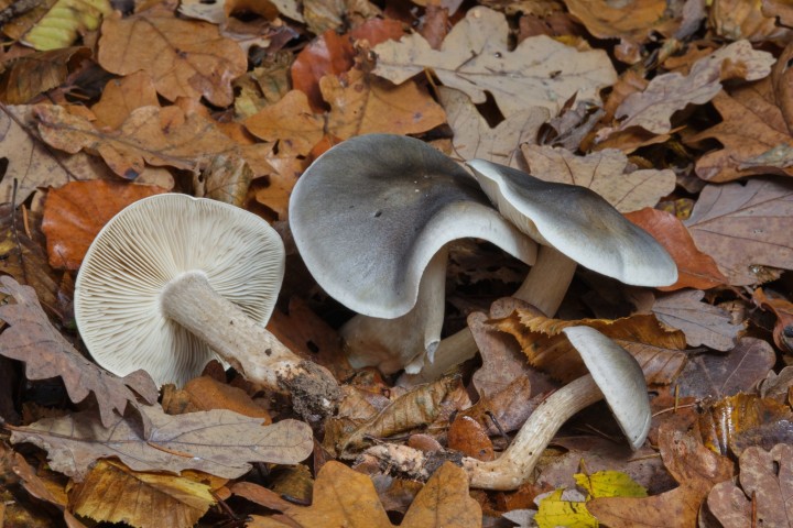 DSCF6291.jpg