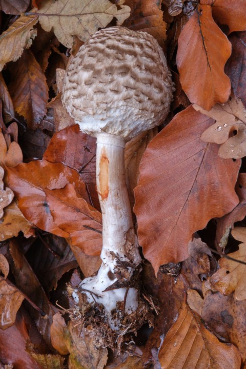 DSCF6296.jpg
