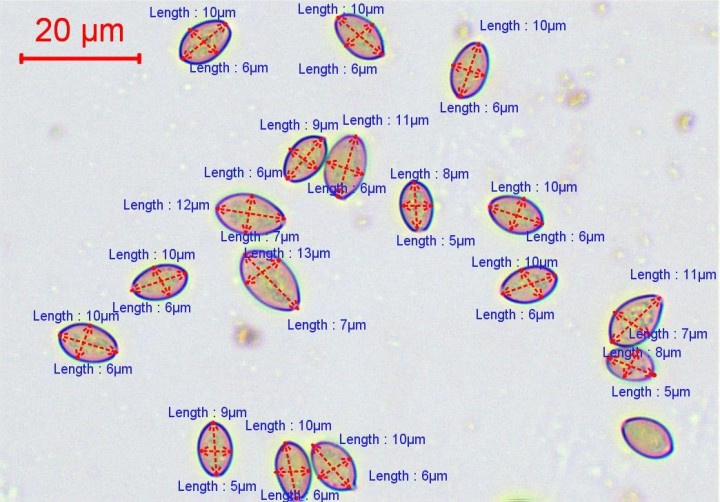 spores eau-012.jpg