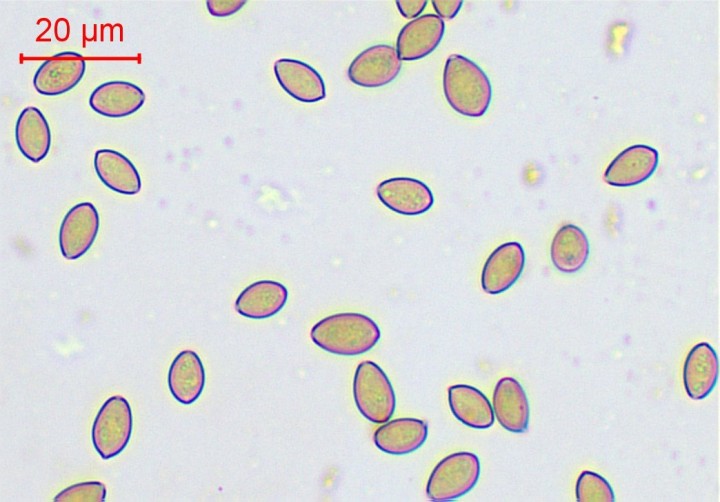 spores eau-013.jpg