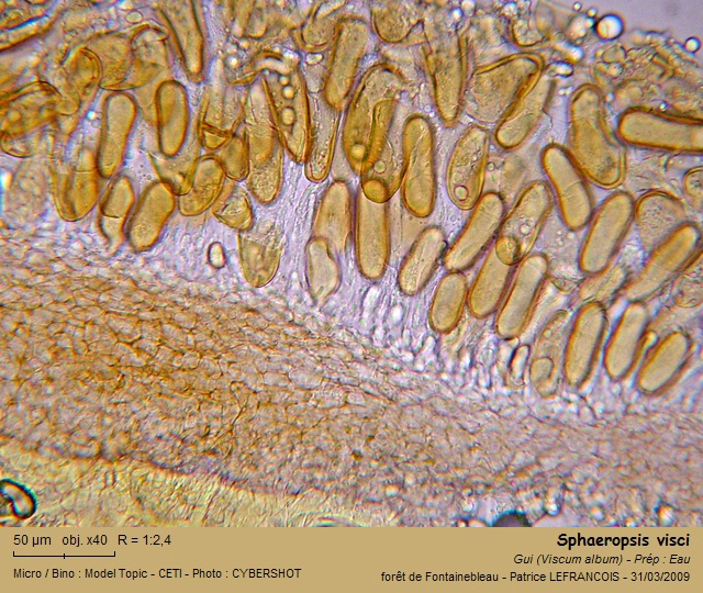 sphaeropsis_visci5.jpg