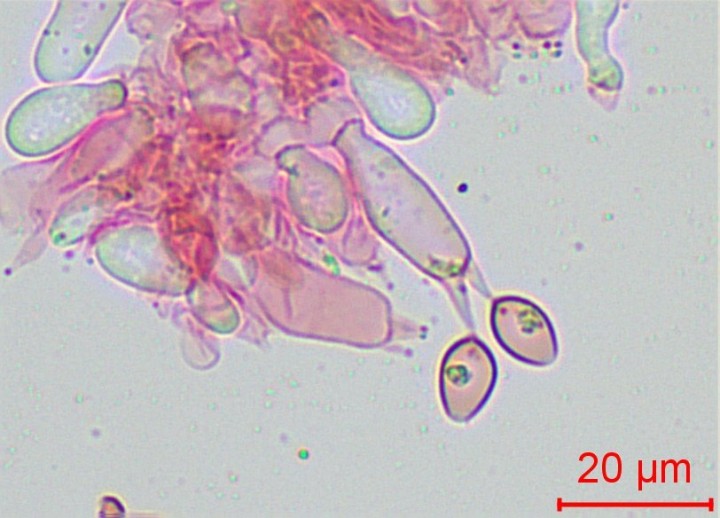 basides x2 nombreuses, ce qui explique la taille de certaines spores