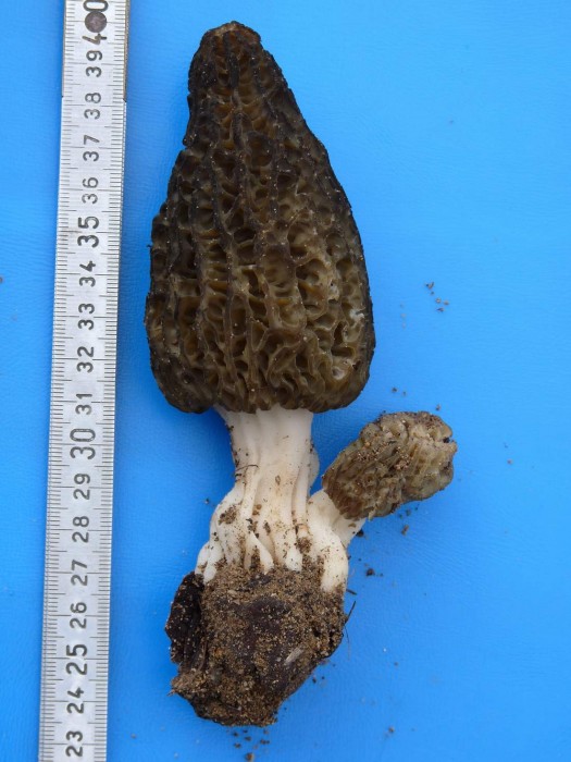 morchella elata 020409 1000.JPG