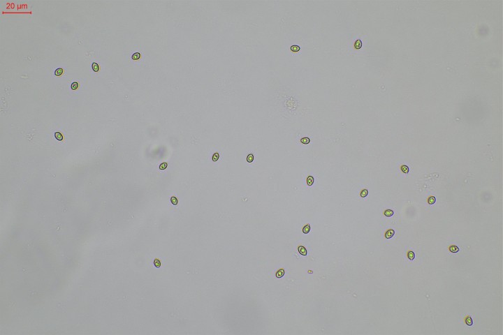 spores-001.jpg