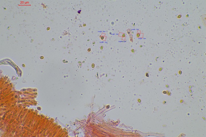 spores largement larmiformes 7-8 x 5-6 µ