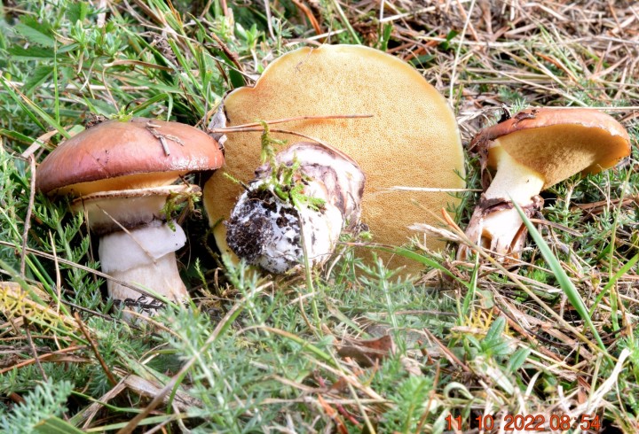 DSC_2924.JPG