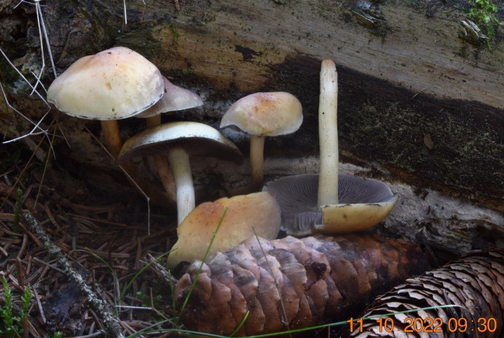 DSC_2928.JPG