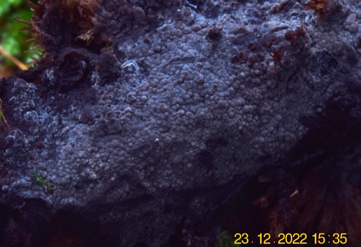 DSC_3159.JPG