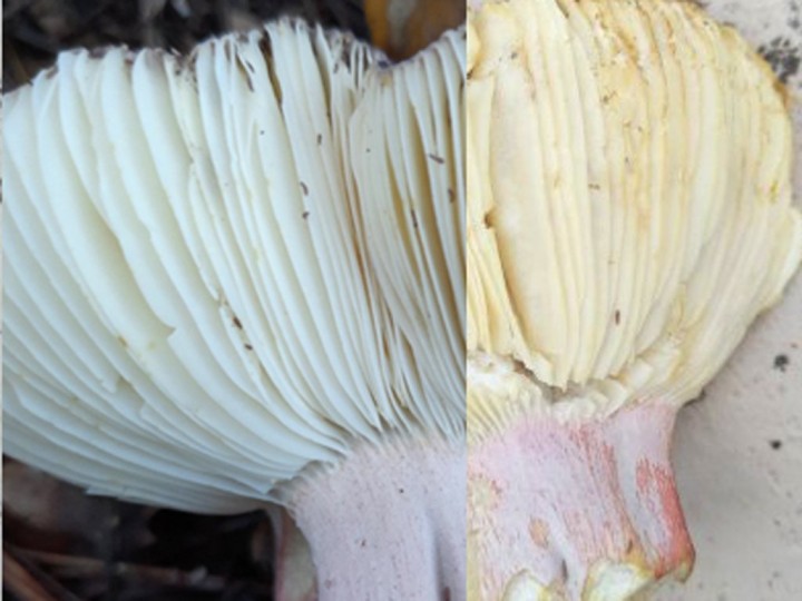 russula mathis.jpg