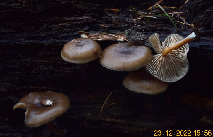 DSC_3161.JPG