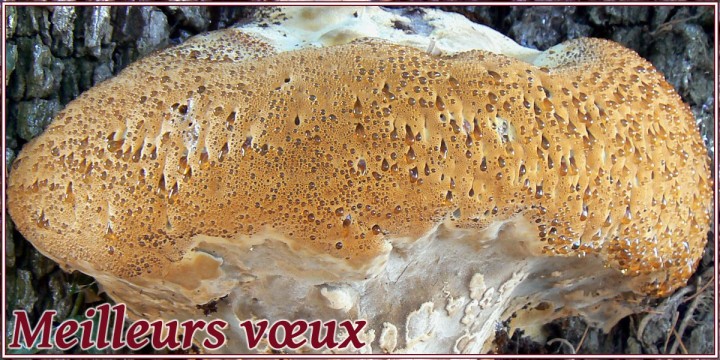 Voeux_2023.jpg