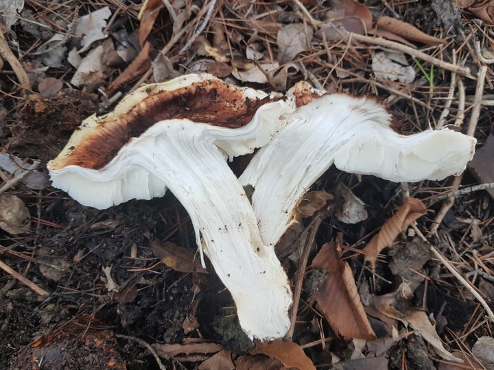 tricholoma.jpg