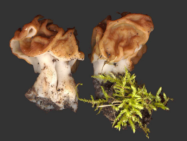 gyromitra gigas2.jpg