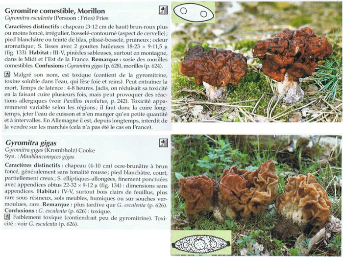 Gyromitra.jpg