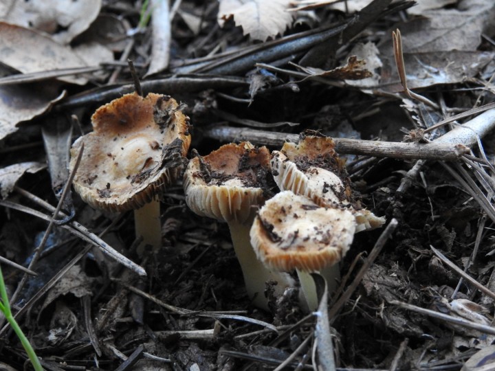 DSCN3931.JPG