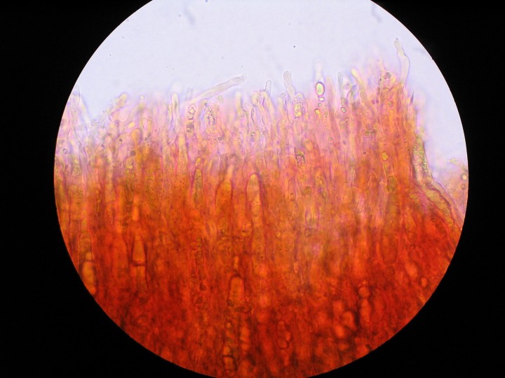 hyménium avec gloeocystides