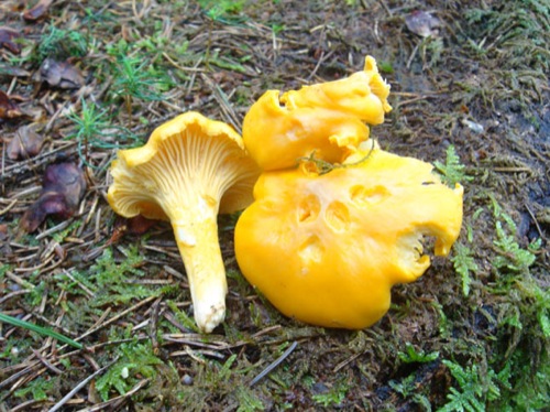 girolles ou pas.jpg