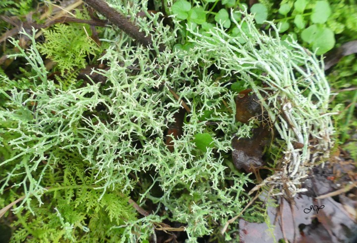 Cladonia 1.1.2023..jpg