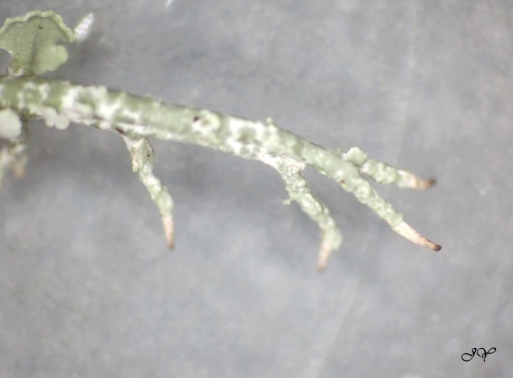 Cladonia... 1.1.23..jpg