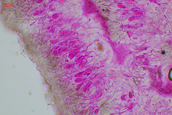 hyménium5.jpg