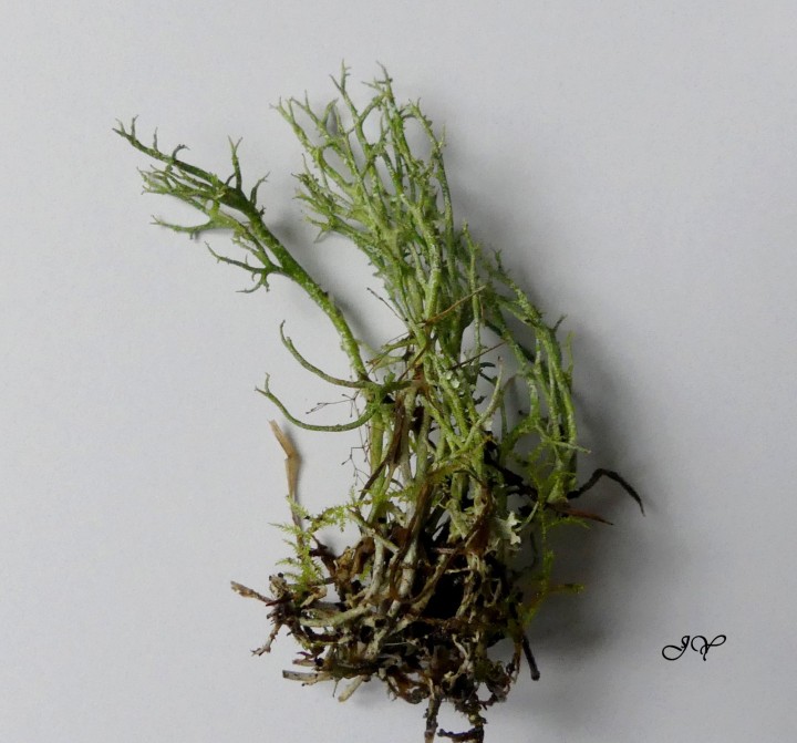 Cladonia rangiformis. 10.01.2023. (1).jpg