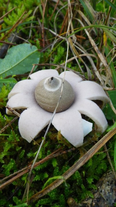 2015_10_07_LBB_Douhet_Champignons_EP (3).JPG