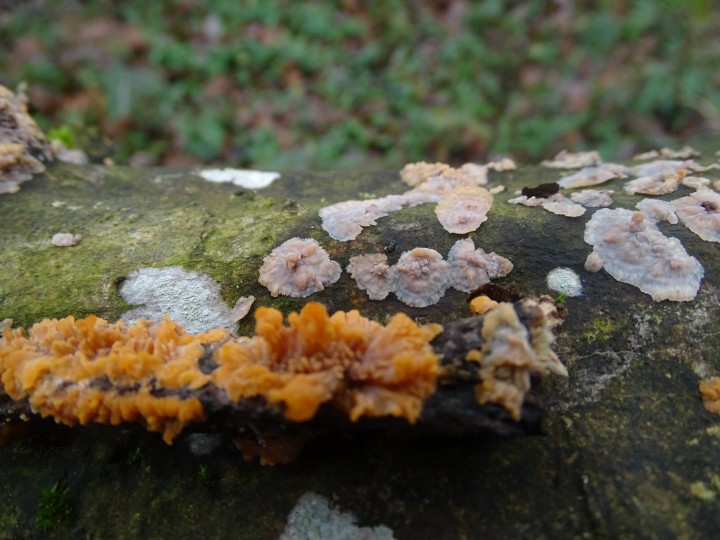 DSC04440.JPG