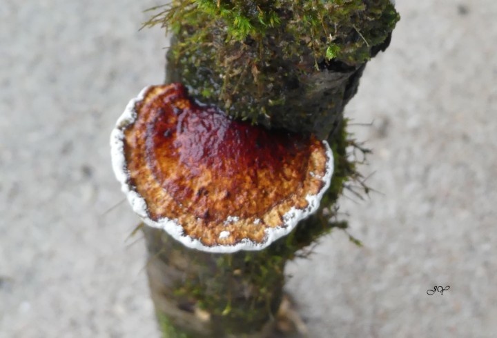 POLYPORE sur une  BRANCHE DE SAULE 1.1.23. (1).jpg